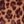 Cheetah Brown