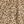 Brown Leopard
