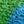 Blue Green