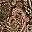 Black Paisley