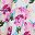 Rose Red Print