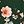 Dark Green Flower