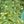 Synthetic Green Quartz