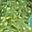 Synthetic Green Quartz