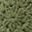 Sage