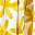 Yellow Floral