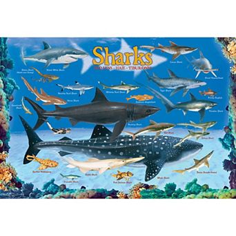 Eurographics Puzzles 100 pc Shark Chart Puzzle