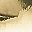 Gold Tone