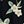 Black Plumeria
