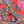 Coral Multi