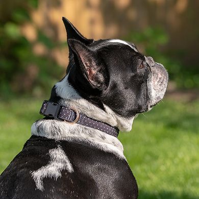 SportPet Polka Dot Pet Collar