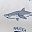 Sharks