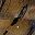 Tiger Eye