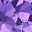 Gold Tone Purple
