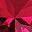 Rose Tone Red