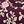 Berry Vine Floral