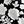 Black Linear Floral