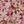 Pink Provence Ditzy