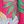 Hot Pink Palm