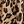 Tan Alice Leopard
