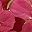 Rose Pink