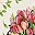 Beige Pink