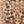 Brown Leopard