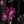 Black Graphic Flowers