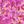Rose Pink