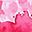 Pink 90th