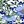 Floral White Blue