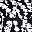 Black White Floral