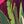 Pink Tropical Palm