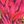 Burgundy Palm