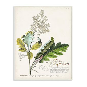 Stupell Home Decor Botanical Plant Illustration Plaque Wall Art