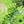 Black Light Green
