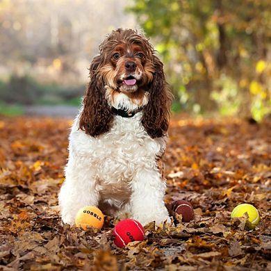 Thanksgiving Dog Tennis Balls (standard) - Set Of 4