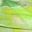 Rose Red Yellow Green