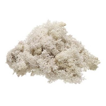 Preserved Reindeer Moss, 4 OZ Fake Moss for Crafts