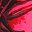 Burgundy Palm