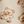 Taupe Bears