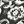 Black Scroll Bloom