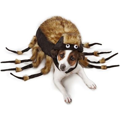 Zack & Zoey Fuzzy Tarantula Costume for Dogs
