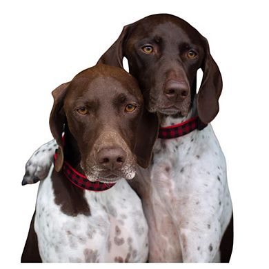 Up Country Red Buffalo Check Dog Collar