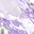 Silver Tone Purple