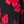 Scarlet Bloom