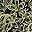 Black Green