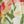 Paradise Floral
