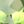 Peridot