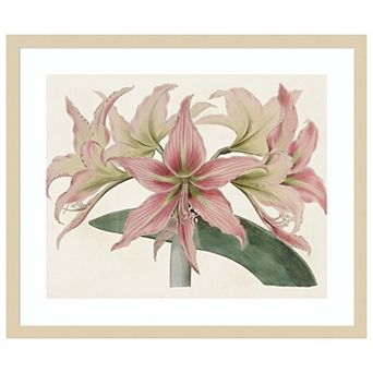 Amaryllis Varietals I by Bette Ridgeway Wood Framed Wall Art Print